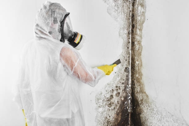 Best Mold Damage Repair  in Fort Meade, MD