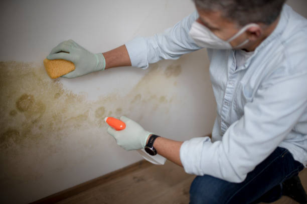 Best Toxic Mold Removal  in Fort Meade, MD