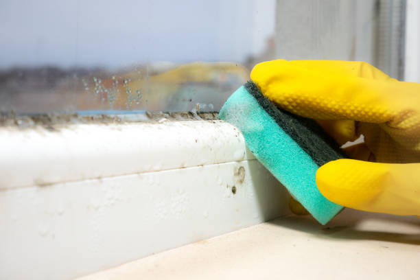 Best Mold Remediation Experts  in Fort Meade, MD
