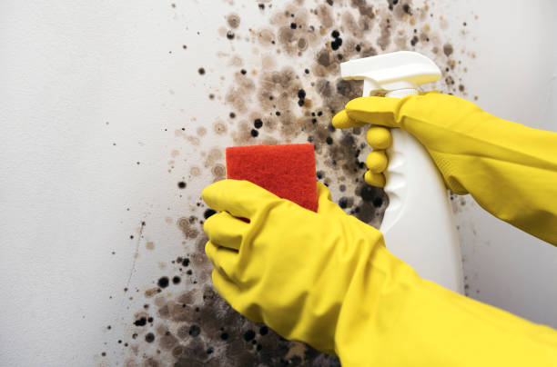 Best Mold Testing  in Fort Meade, MD
